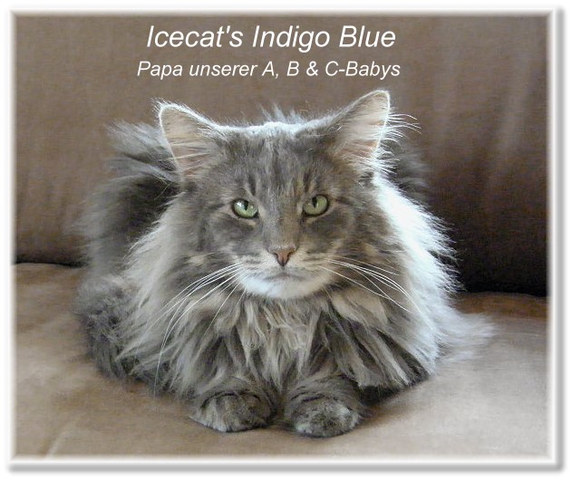 Indigo 7
